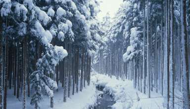 Forest Covered in Snow Wallpaper