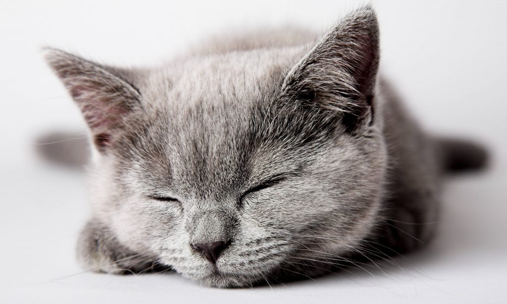 Cat Cute Sleep Wallpaper