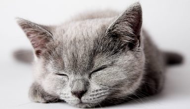 Cat Cute Sleep Wallpaper