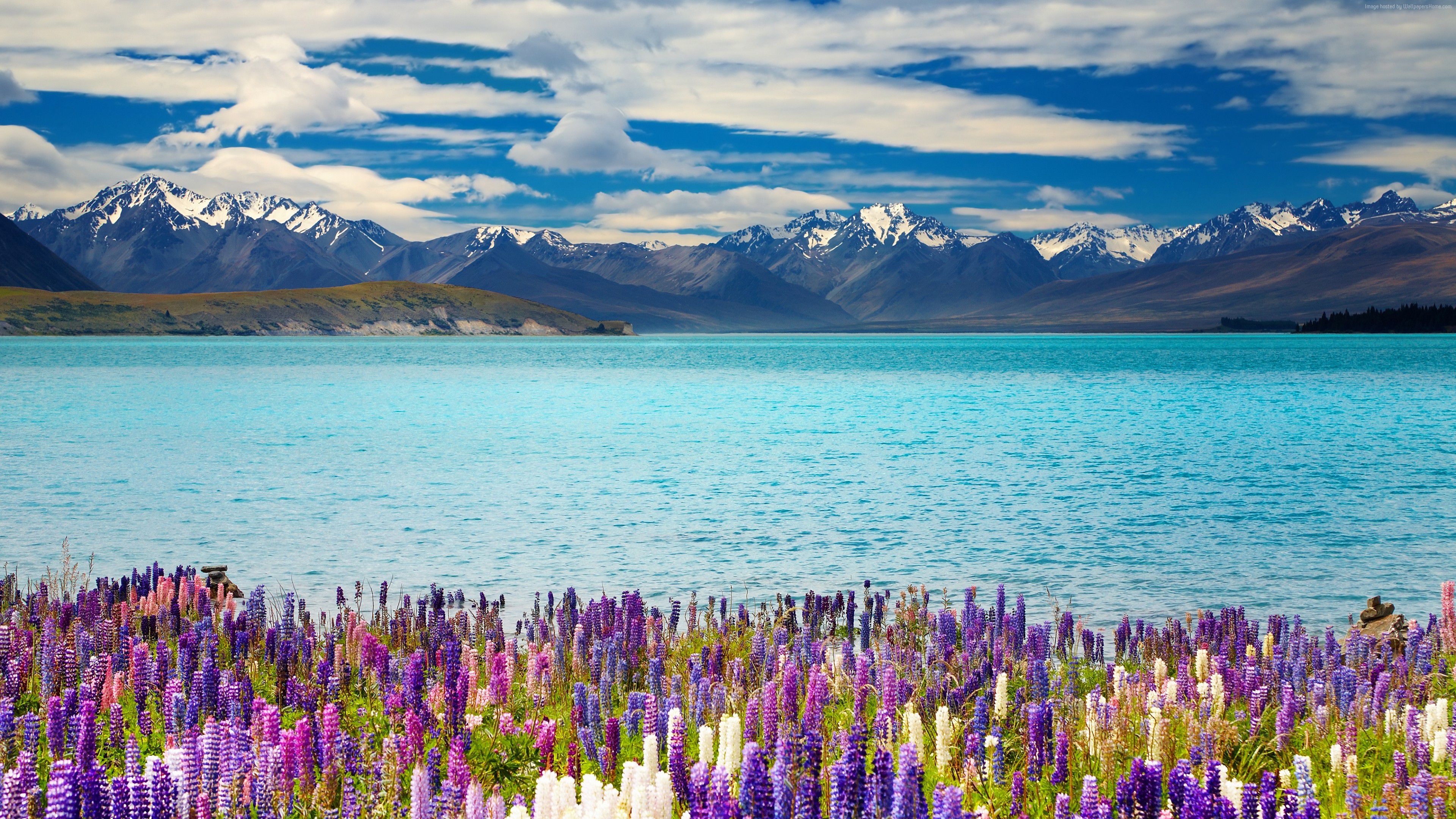 Lake Tekapo New Zealand Mountains Flower Wallpaper